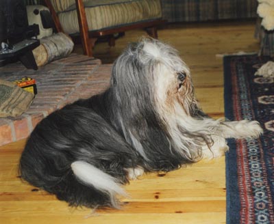 Negan is lying on the floor looking bright and attentive to what is happening. we are in our new house in spring of 1998. It is the third house Megan and I have shared together.